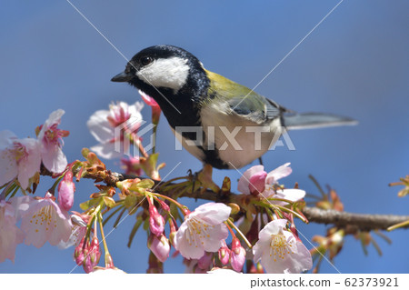 Sakura petals (Yoshino Somei) and Great Tit against a clear blue sky Sakura petals (Yoshino Somei) and Great Tit against a clear blue sky 62373921