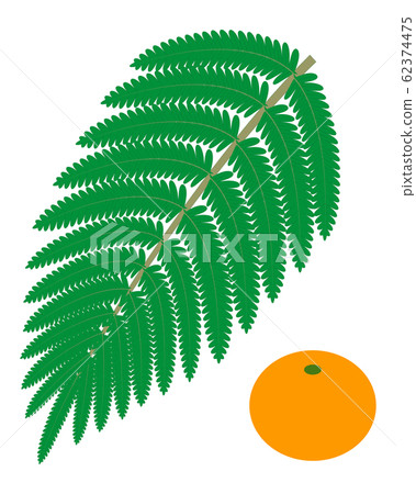 蕨植物浦次郎橘插圖矢量的葉子 插圖素材 圖庫