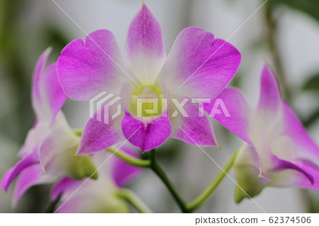 Orchid (Dendrobium phalaenopsis 'Sakura') Orchid (Dendrobium phalaenopsis 'Sakura') 62374506
