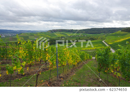 Vineyard Vineyard 62374650