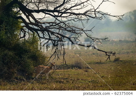 Spotted deer or Chital or Cheetal or axis axis an antler in beautiful landscape at keoladeo national park or bird sanctuary, bharatpur, Rajasthan, India Spotted deer or Chital or Cheetal or axis axis an antler in beautiful landscape at keoladeo national park or bird sanctuary, bharatpur, Rajasthan, India 62375004