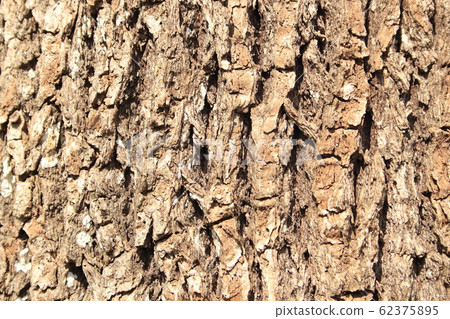 Camphor tree bark (up of bark) (for materials and textures) 62375895