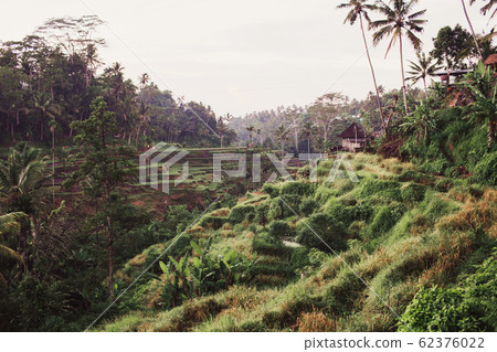 Tegalalang rice terrace fields in morning sunrise, Ubud, Bali, Indonesia. 62376022