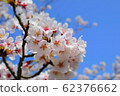 櫻花 62376662