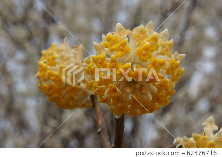 Mitsumata Mitsumata 62376716