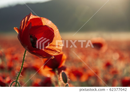 open bud of red poppy flower in the field open bud of red poppy flower in the field 62377042