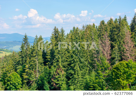 forested hill of carpathian mountains 62377066