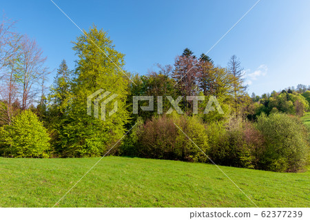 forest on the hill in spring forest on the hill in spring 62377239