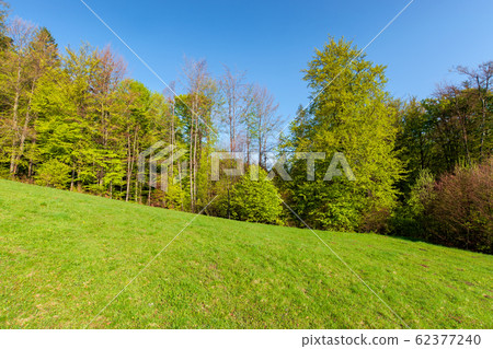 forest on the hill in spring forest on the hill in spring 62377240