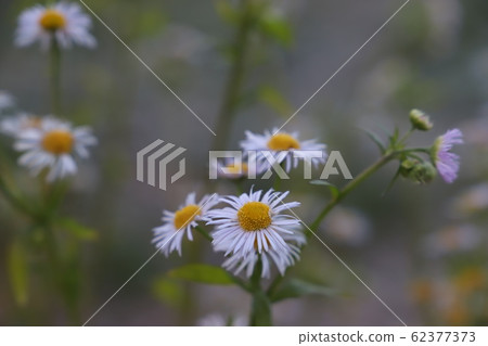 燈盞細辛 62377373