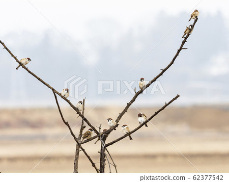 一群麻雀 62377542