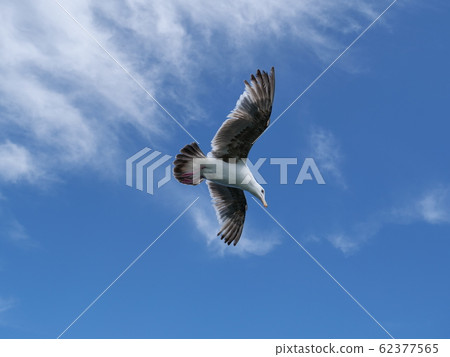 seagull seagull 62377565