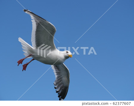 海鷗 海鷗 62377607