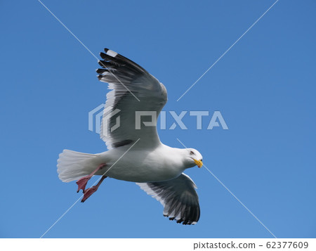 海鷗 海鷗 62377609
