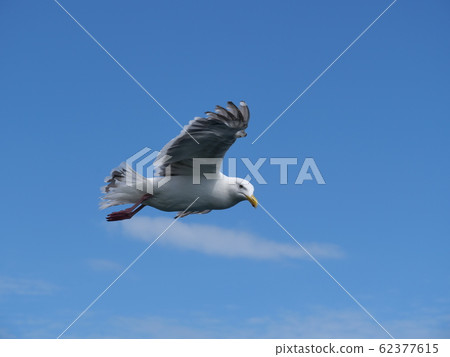seagull seagull 62377615