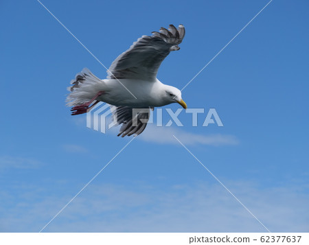 seagull seagull 62377637