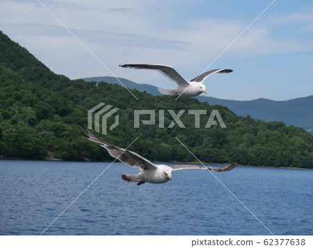 seagull 62377638