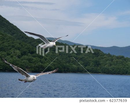海鷗 海鷗 62377639