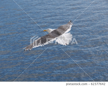 海鷗 海鷗 62377642