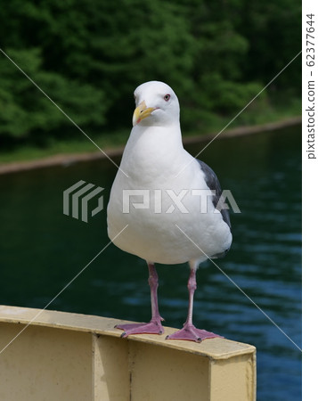 海鷗 海鷗 62377644