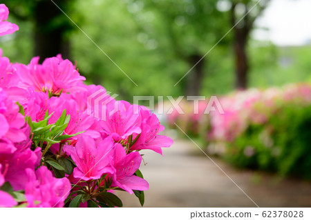 Azaleas at Mage Sakuranomiya Park Azaleas at Mage Sakuranomiya Park 62378028