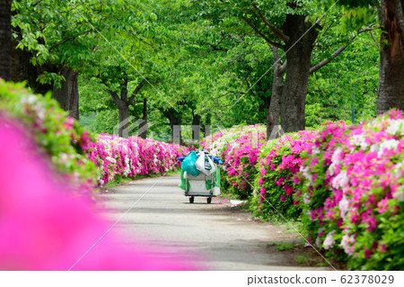 Azaleas at Mage Sakuranomiya Park Azaleas at Mage Sakuranomiya Park 62378029