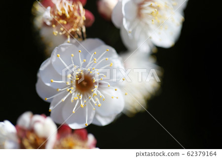 [Spring in Japan] White plum 62379164