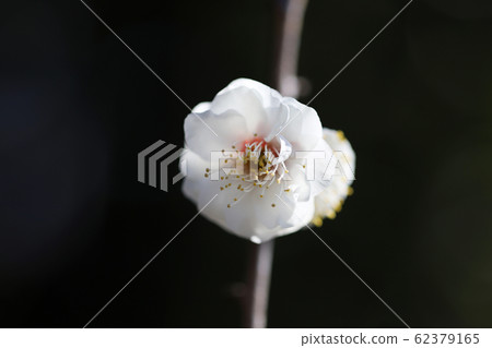 [Spring in Japan] White plum 62379165