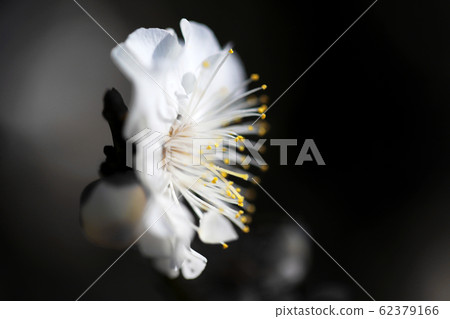 [Spring in Japan] White plum 62379166