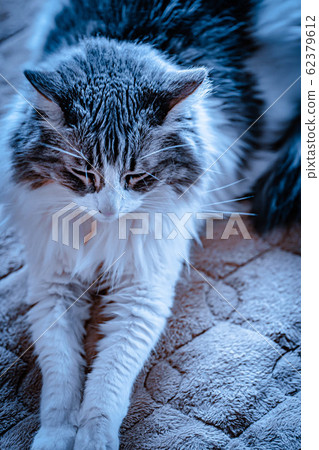 <Cat> «Abandoned cat» image <Cat> «Abandoned cat» image 62379612