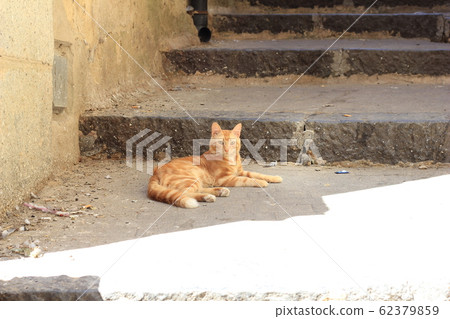 Cat sleeping on the steps of Santa Maria del Monte (Italy) 62379859