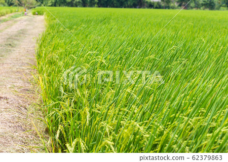 Paddy rice plantation field ready for harvest Paddy rice plantation field ready for harvest 62379863