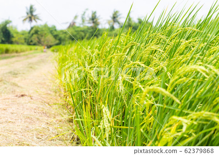Paddy rice plantation field ready for harvest 62379868