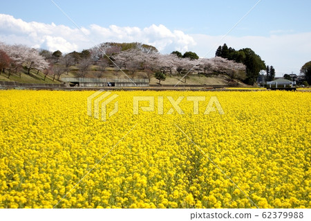 Rape blossoms and cherry blossoms 62379988