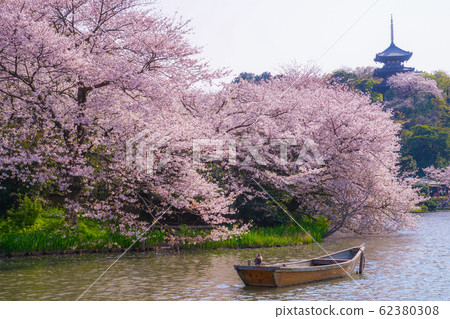 Cherry blossoms in full bloom and Japanese garden Cherry blossoms in full bloom and Japanese garden 62380308