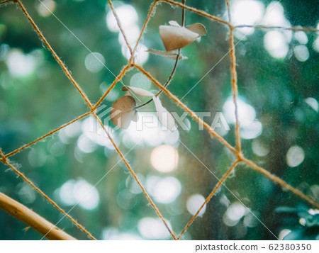 綠球散景 62380350