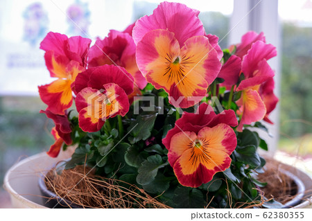 佩蒂特·沙頓奧蘭治·潘西 62380355