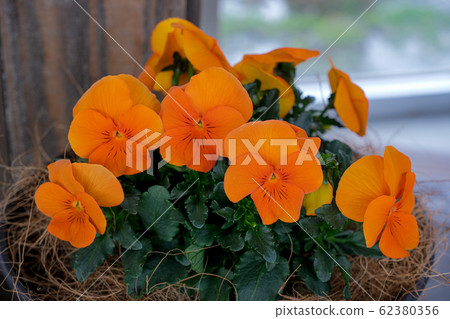 深橙色...中提琴 深橙色...中提琴 62380356