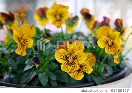 爆發黃色中提琴 62380357