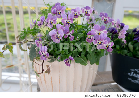 Viola Viola 62380376