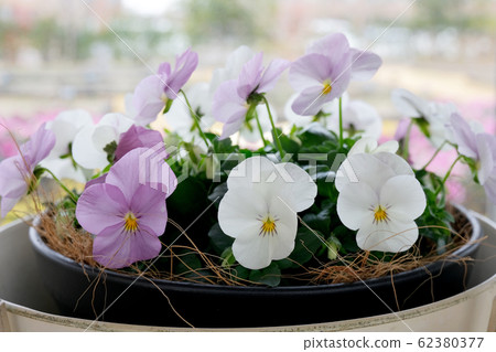 Luminarie Viola 62380377