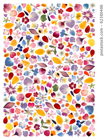 A variety of petals and pressed flowers 300 62380486