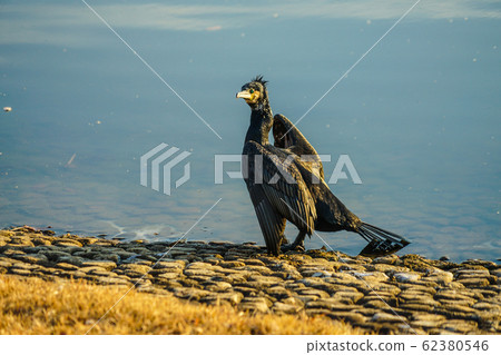 Umiu在河邊張開翅膀 Umiu在河邊張開翅膀 62380546