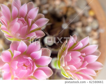 Group of Gymnocalycium Cactus flower 62380661