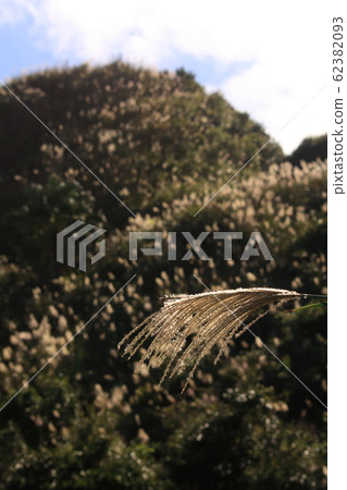 Autumn Hiking Gourd Ornamental Miscanthus Autumn Hiking Gourd Ornamental Miscanthus 62382093