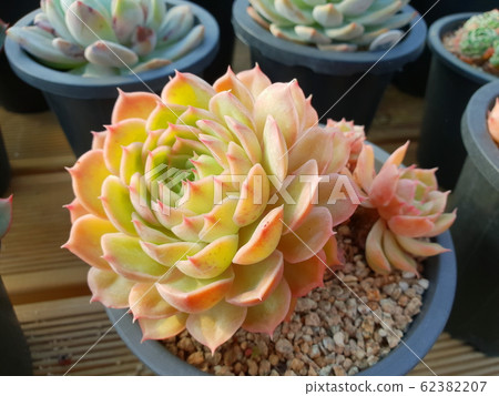 多汁植物 62382207