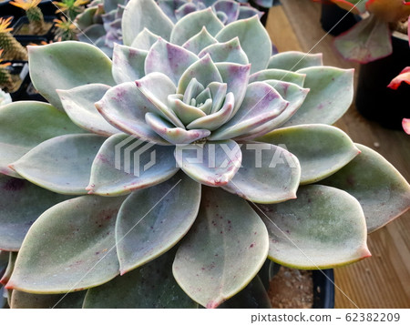 多汁植物 62382209