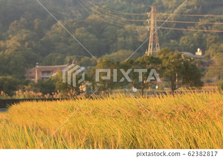 豐收的稻田 田野 62382817