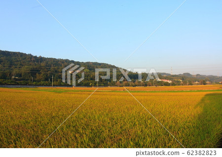 豐收的稻田 田野 62382823