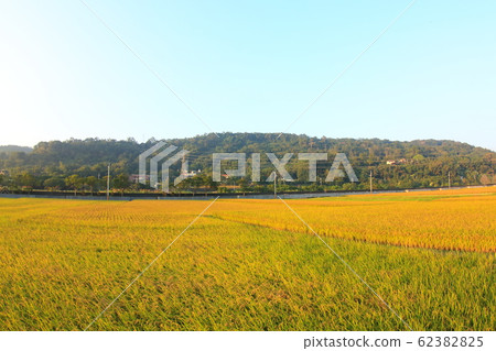 豐收的稻田 田野 62382825